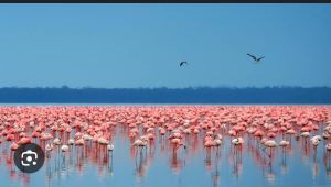 pink flamingos at lake nakuru